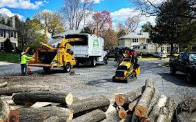 Reliable Seacliff, CA Tree Care Solutions