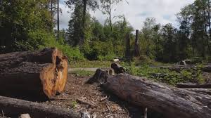 Best Root Management and Removal  in Seacliff, CA