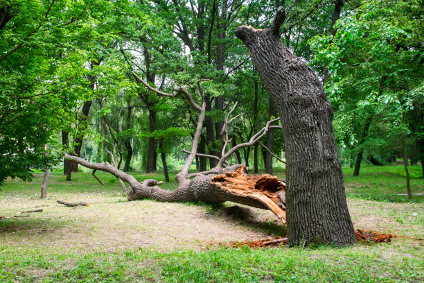 Best Fruit Tree Pruning  in Seacliff, CA