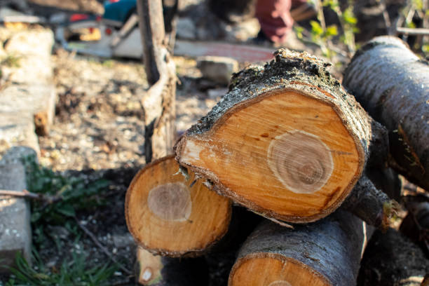 How Our Tree Care Process Works  in  Seacliff, CA