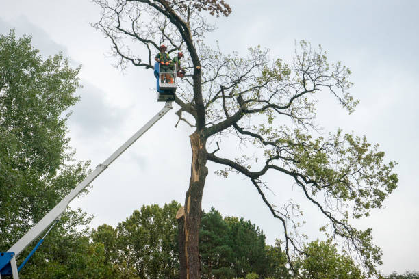 Best Leaf Removal  in Seacliff, CA