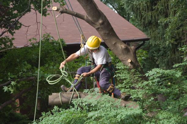 Pest Control for Lawns in Seacliff, CA