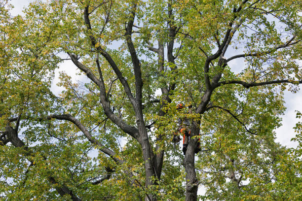 Best Commercial Tree Services  in Seacliff, CA